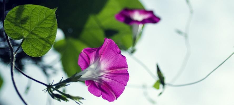 牵牛花花花语（解读牵牛花的15个花语）