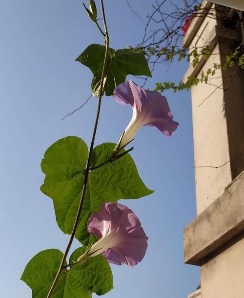 牵牛花（探寻牵牛花的神秘意义）