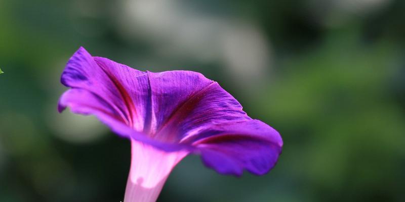 牵牛花（探寻牵牛花的神秘意义）