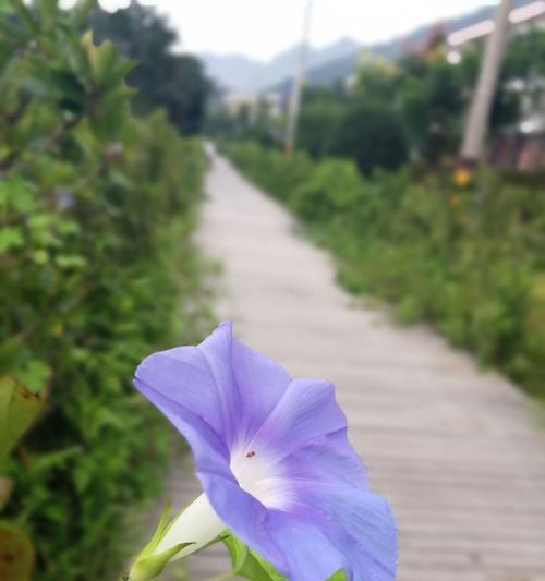 牵牛花（探寻牵牛花的象征意义）