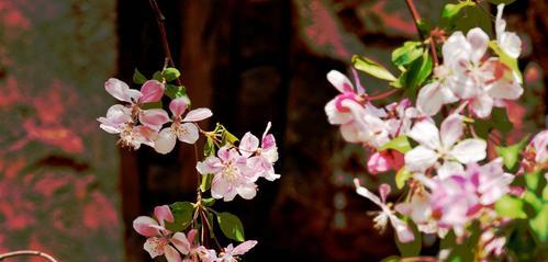 日本海棠花的花语及其文化寓意（探索日本海棠花的花语与传统文化）