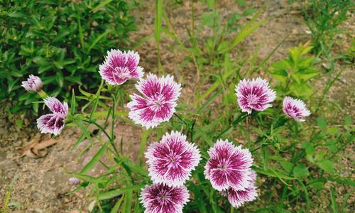 日本石竹花语的美丽与寓意（探寻石竹花的吉祥象征和文化内涵）