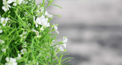 小菊花的花语与寓意（揭秘日系绿色切花小菊的神秘符号语言）