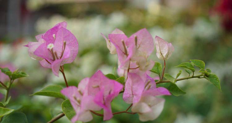 三角梅花语的神奇力量（解密三角梅的花言花语）