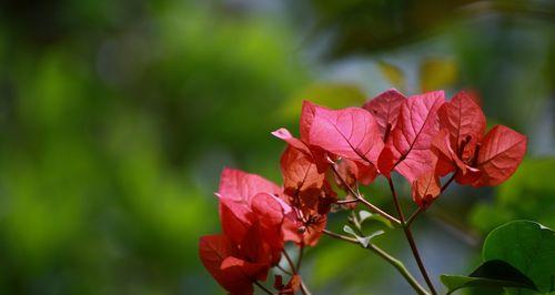 三角梅之美（守望与希望的花朵——三角梅的花语与文化内涵）