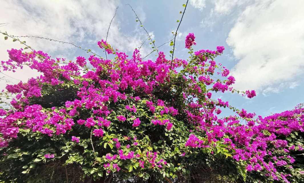 三角梅的花语与寓意（鲜花中的坚韧与爱的象征）