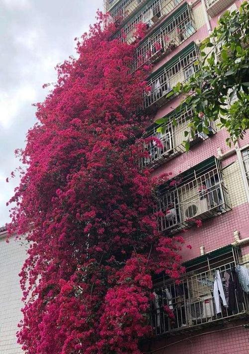 三角梅的花语与寓意（探寻三角梅花的象征意义与美丽内涵）