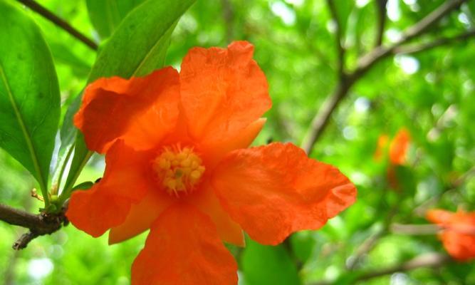 石榴花风水的神秘力量（探寻石榴花在风水中的吉祥象征与祝福）