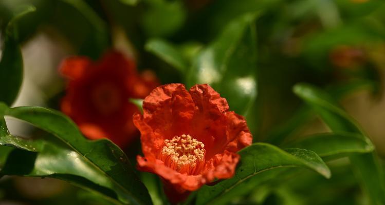 石榴花风水的神秘力量（探寻石榴花在风水中的吉祥象征与祝福）