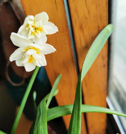 水仙花的花语与人生哲理（探索水仙花的意义与启示）