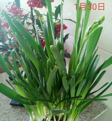 水仙花的美丽与象征（探索水仙花的花语和文化意义）