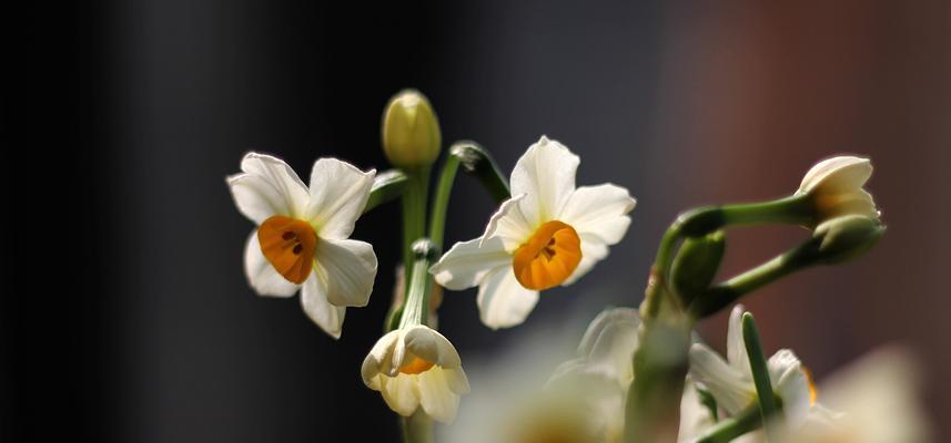 水仙花的美丽与象征（探索水仙花的花语和文化意义）