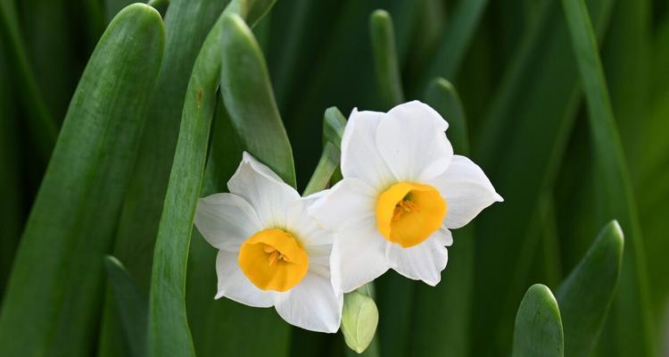 水仙花在日本的花语（传承千年的美丽与纯洁）