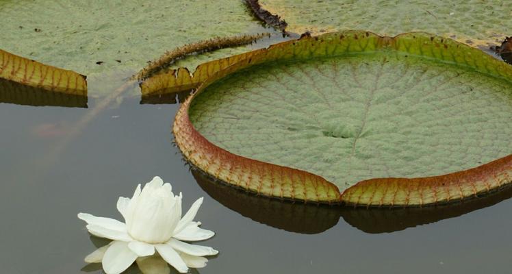 睡莲科代表植物——美丽的水中明珠（探秘睡莲科植物的特点）