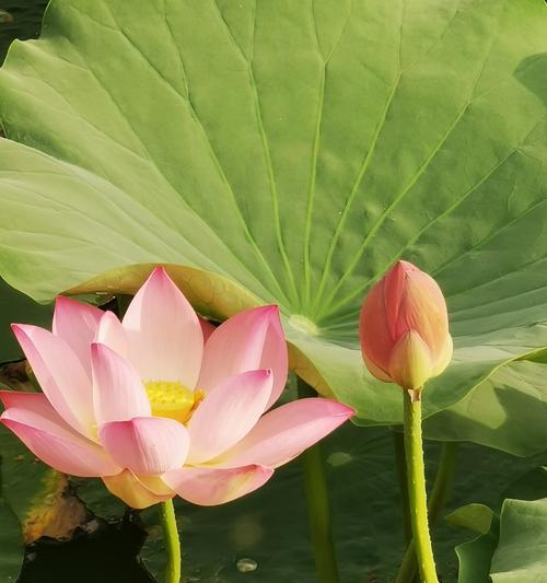 睡莲科代表植物——美丽的水中明珠（探秘睡莲科植物的特点）