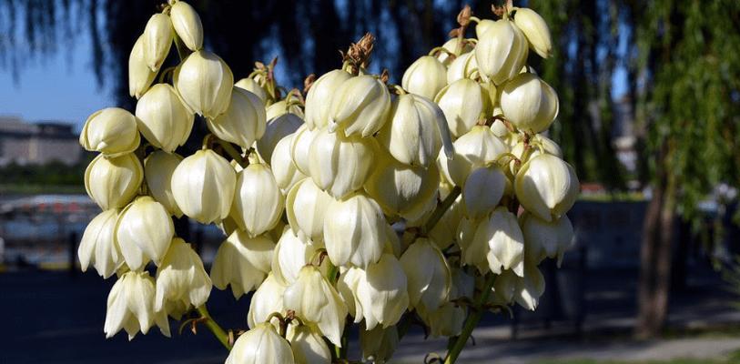 丝兰花（以丝兰花语为纽带）