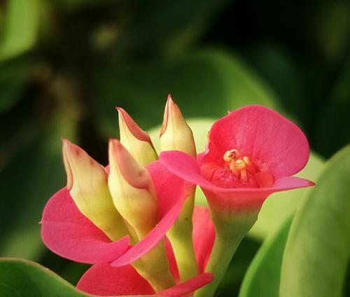 四季海棠花花语（四季海棠花的花语与寓意）