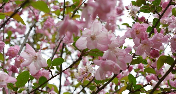 四季海棠花语（探寻四季海棠花的花语与寓意）