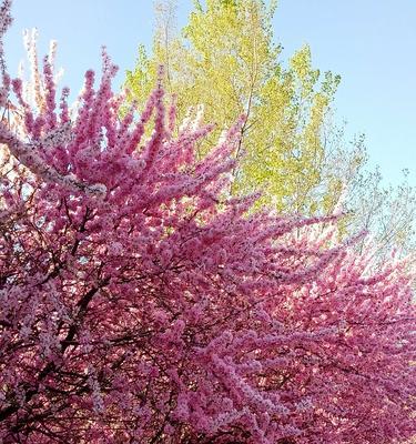 桃花的花语与寓意（探寻桃花的花语）