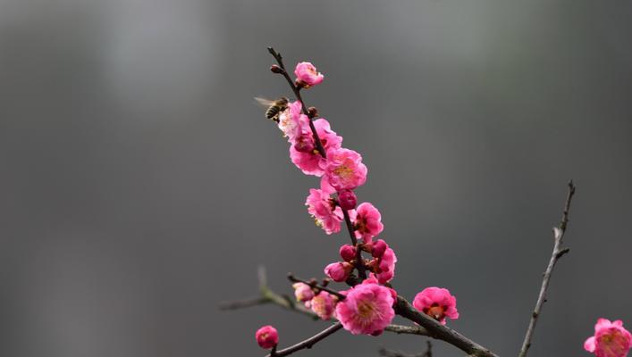 庭院梅花（探寻梅花的意义）