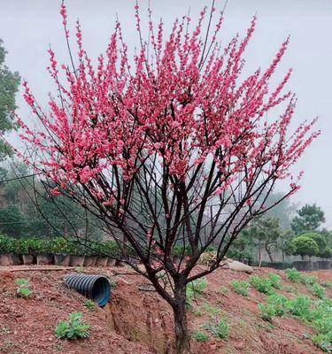 庭院梅花（探寻梅花的意义）