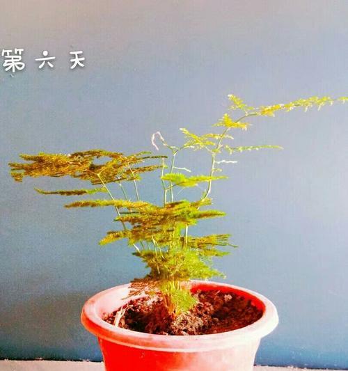 文竹花（探索文竹花的深层含义和优雅魅力）