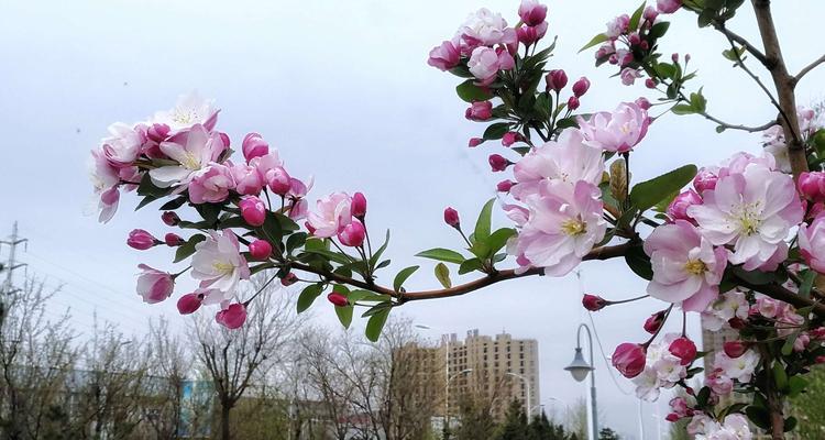 西府海棠花语——凝聚柔美与坚韧的象征（以西府海棠为媒介）