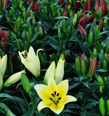 百合花的美丽与寓意（百合花的花语与象征）