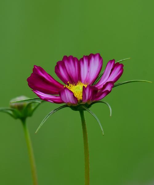 波斯菊的花语与传说（揭秘波斯菊的神秘力量）