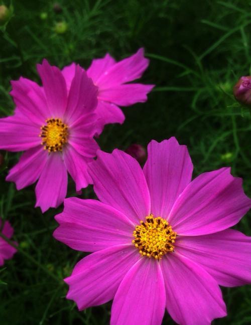 波斯菊的花语与传说（揭秘波斯菊的神秘力量）