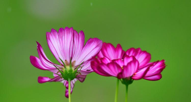 波斯菊的花语与传说（揭秘波斯菊的神秘力量）