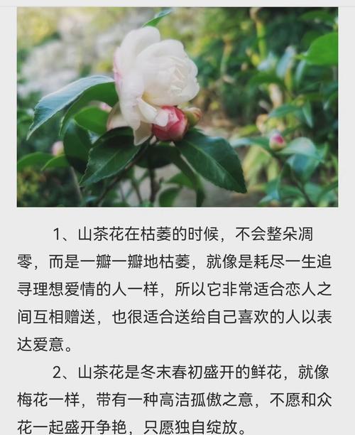 红色山茶花（绽放在心灵深处的芬芳与热情）