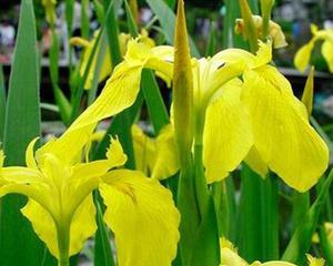 菖蒲花的象征意义与花语（探寻菖蒲花的神秘力量）