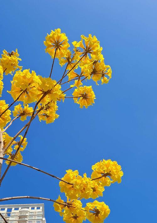 风铃花（探寻风铃花的传说与含义）