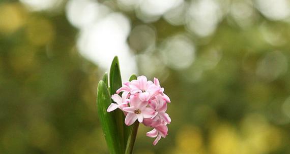 风信子的花语与寓意（探索风信子的神秘花语）