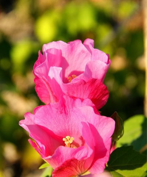 芙蓉花语（芙蓉花语传递着内心的温柔与坚定）