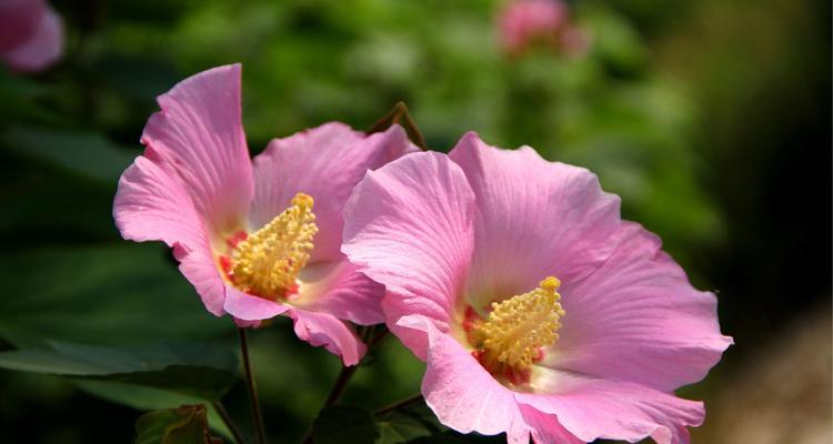 芙蓉花语（芙蓉花语传递着内心的温柔与坚定）