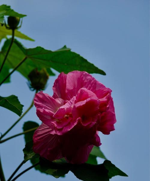 芙蓉花语（芙蓉花语传递着内心的温柔与坚定）