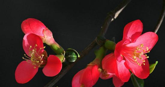 海棠花的花语（探索海棠花的花语及其象征意义）