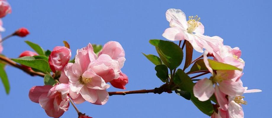 海棠花语（绽放真情的红色使者）