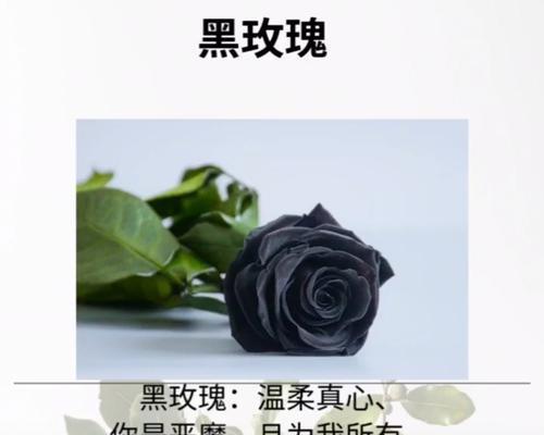 黑玫瑰的花语含义解读（浪漫）