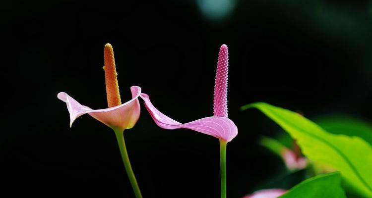 红掌花语（探寻红掌花的花语之美）