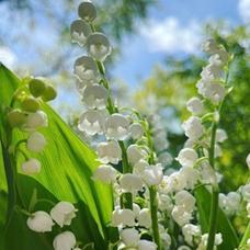 铃兰花的花语与寓意（探寻铃兰花的花语）