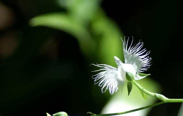 鹭草传说（借助鹭草）