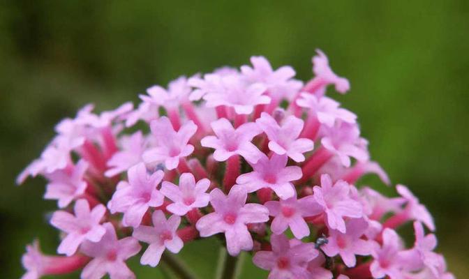 以马鞭草花语——坚韧与自由的象征（探寻以马鞭草花语的深层意义）