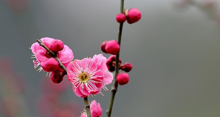 梅花的象征意义及美学价值（探索梅花的深层内涵与文化传承）