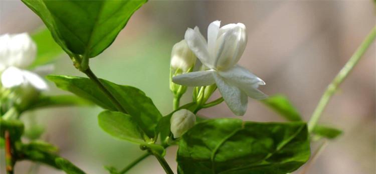 茉莉花语与寓意（解读茉莉花的情感表达与象征意义）