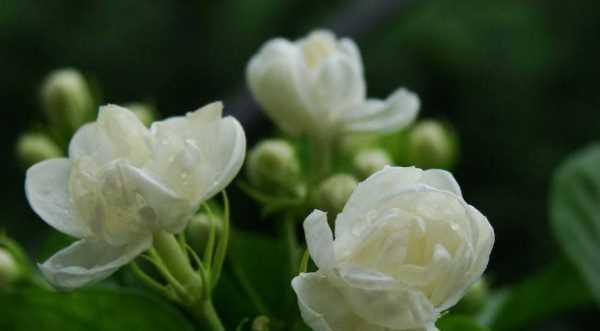 茉莉花的花语与意义（探寻茉莉花的浪漫花语）