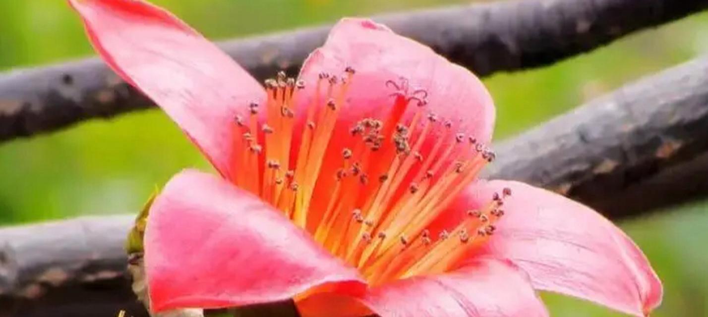 木棉花的花语-凝结着勇敢和热情的象征（木棉花盛开的背后）