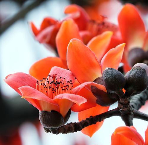 木棉花的花语-凝结着勇敢和热情的象征（木棉花盛开的背后）